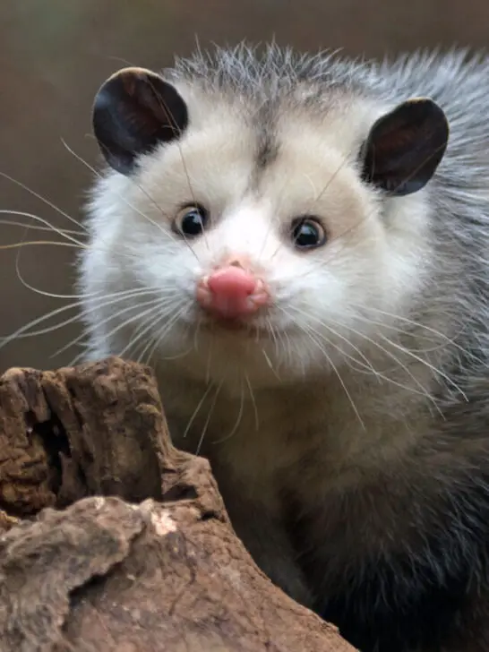 a possum on a branch