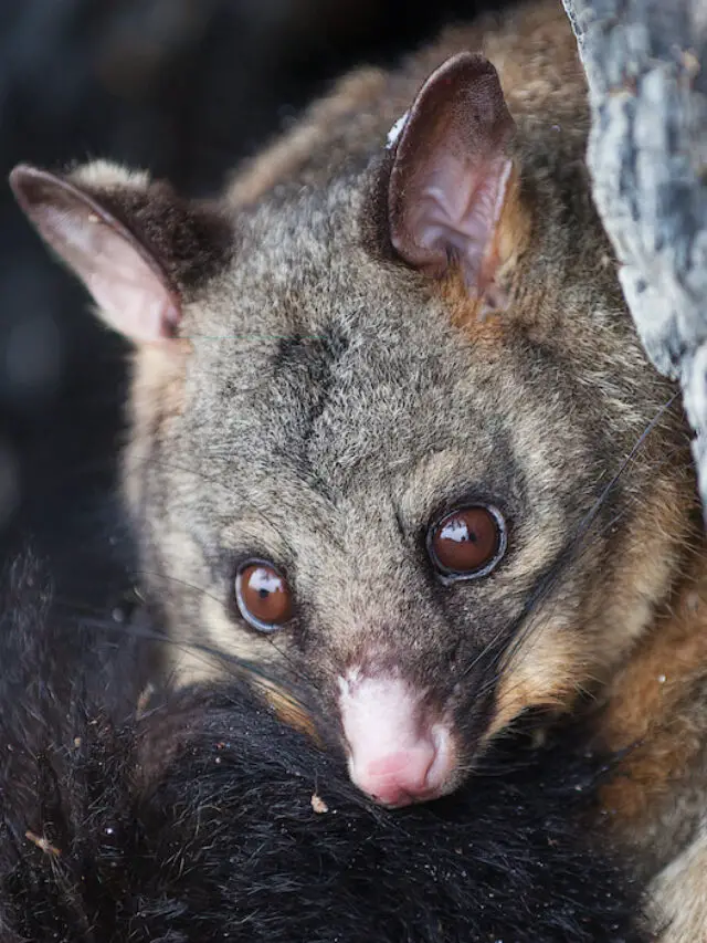 Do Possums Attack Ducks? (Here’s Why and Prevention Tips ...