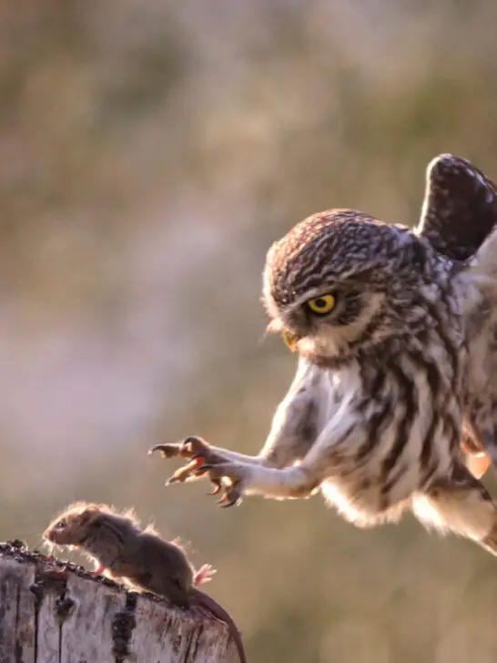 an owl going for food
