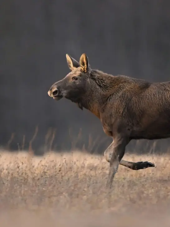 female moose running
