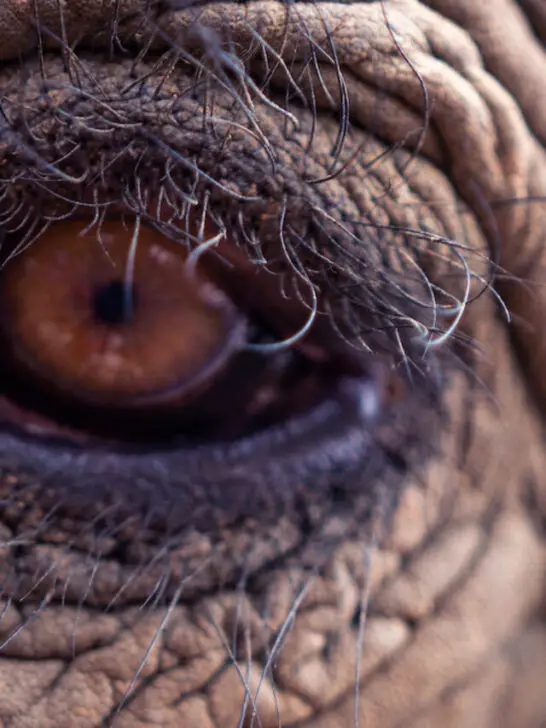 macro closeup of an elephant eye