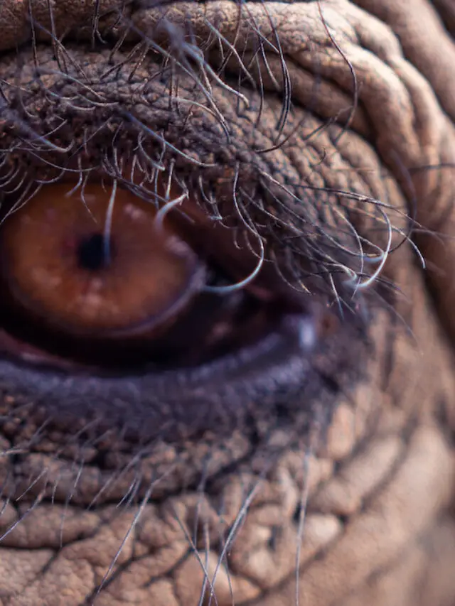 7 Facts About Elephants’ Eyes and Vision Exploration Squared