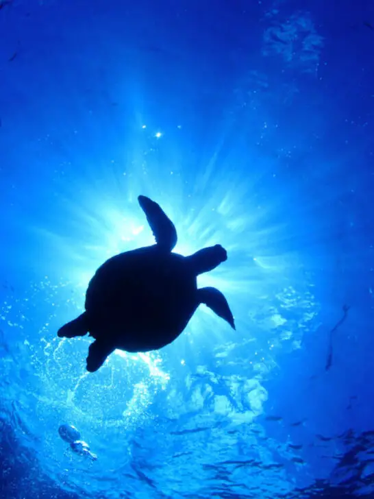 silhouette of a turtle from under the water