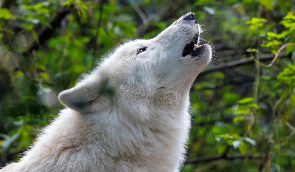 portrait of a howling white wolf
