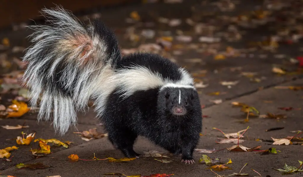 skunk moving about
