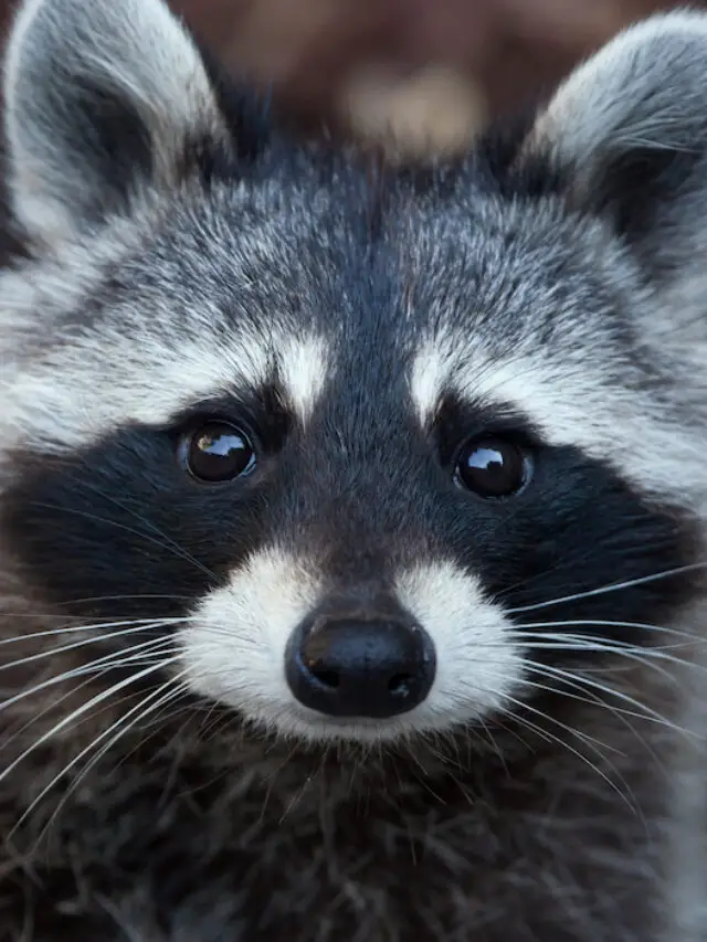 What Eats Raccoons: A Look At Predators In The Wild - Exploration Squared