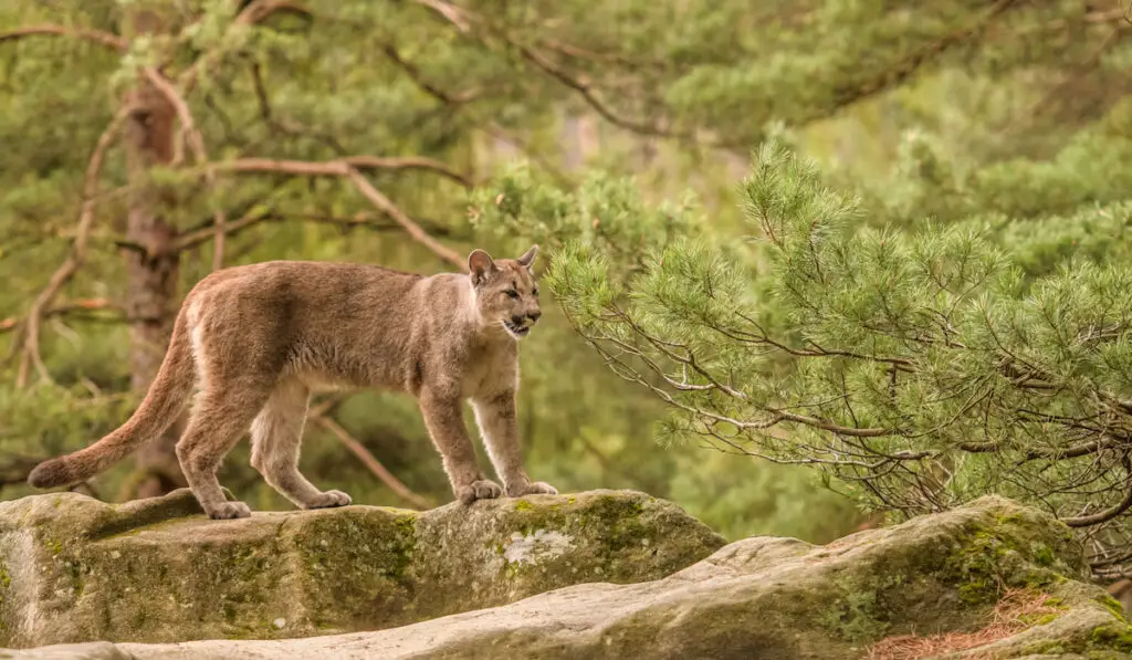 A beautiful endangered florida panther in the forest