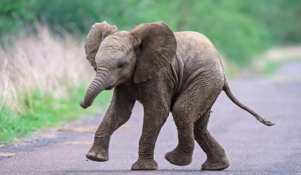 A cute baby elephant running along the road with a blurred background