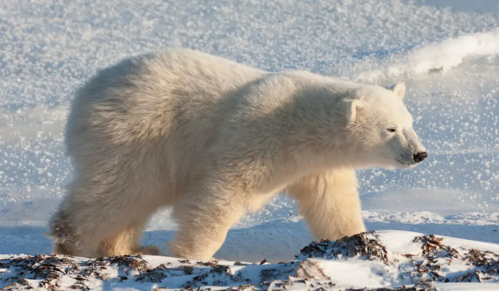 A polar bear on a snowfield in Manitoba