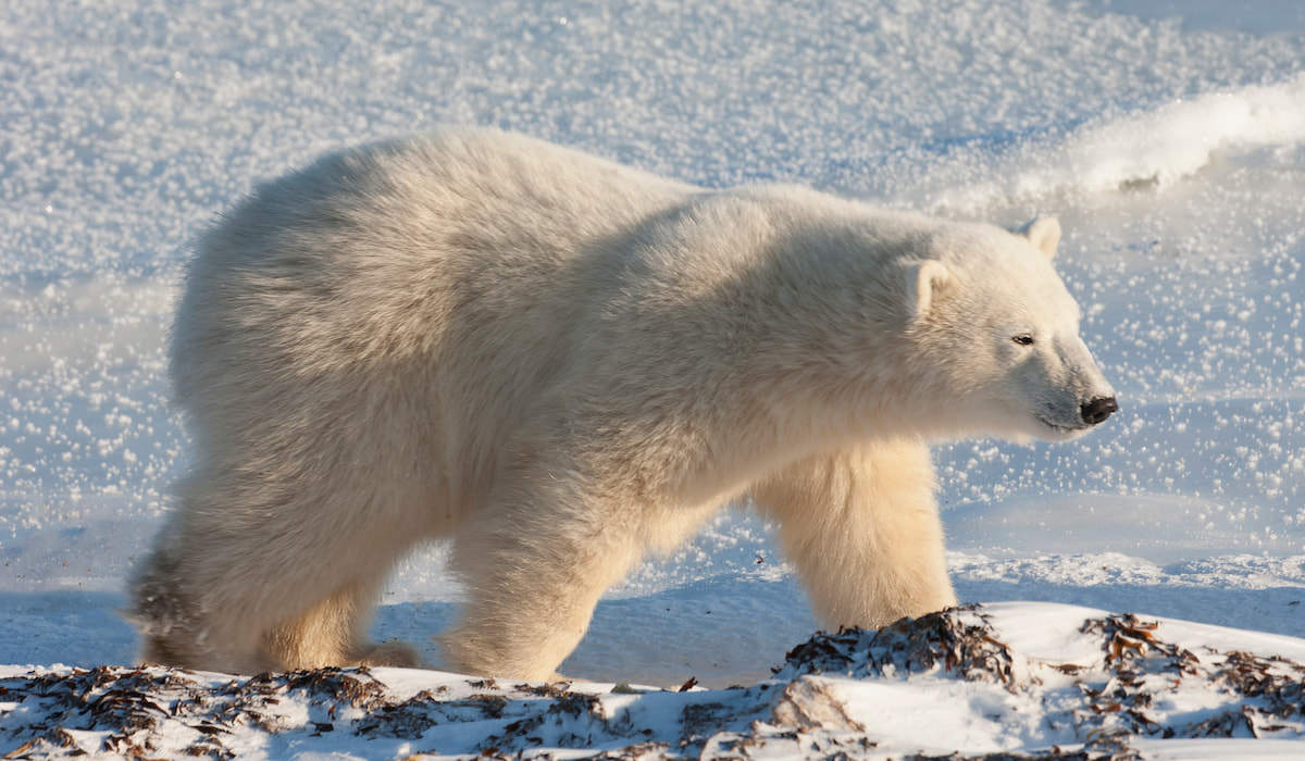 How Much Does a Polar Bear Weigh? Exploration Squared