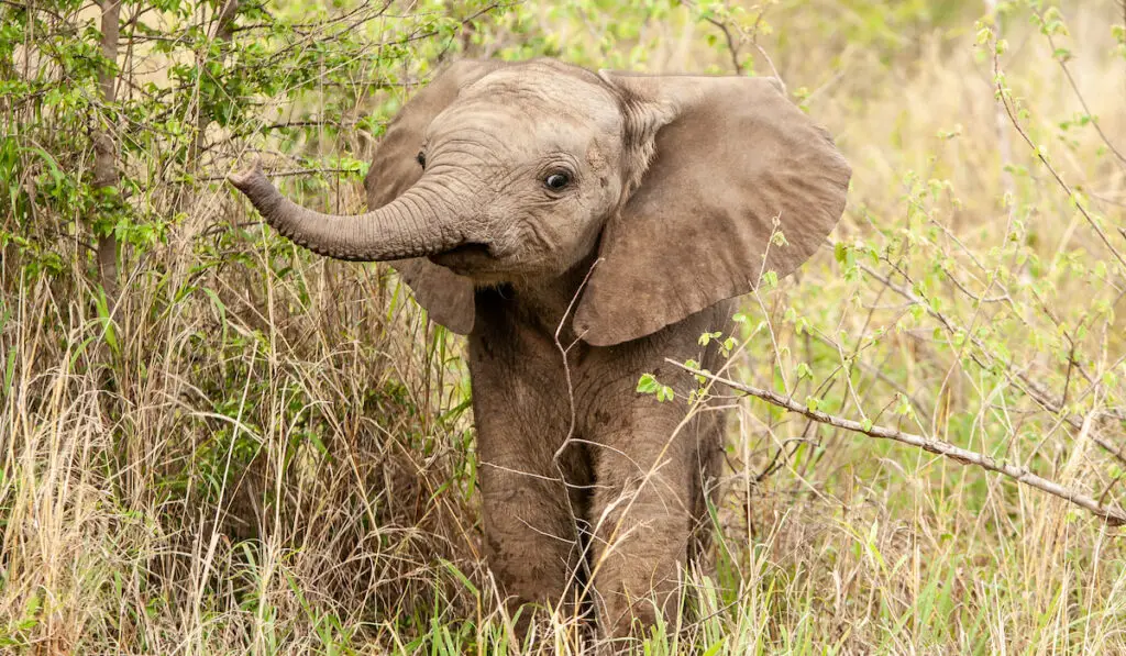 An elephant calf lifting its trunk while standing in greenery