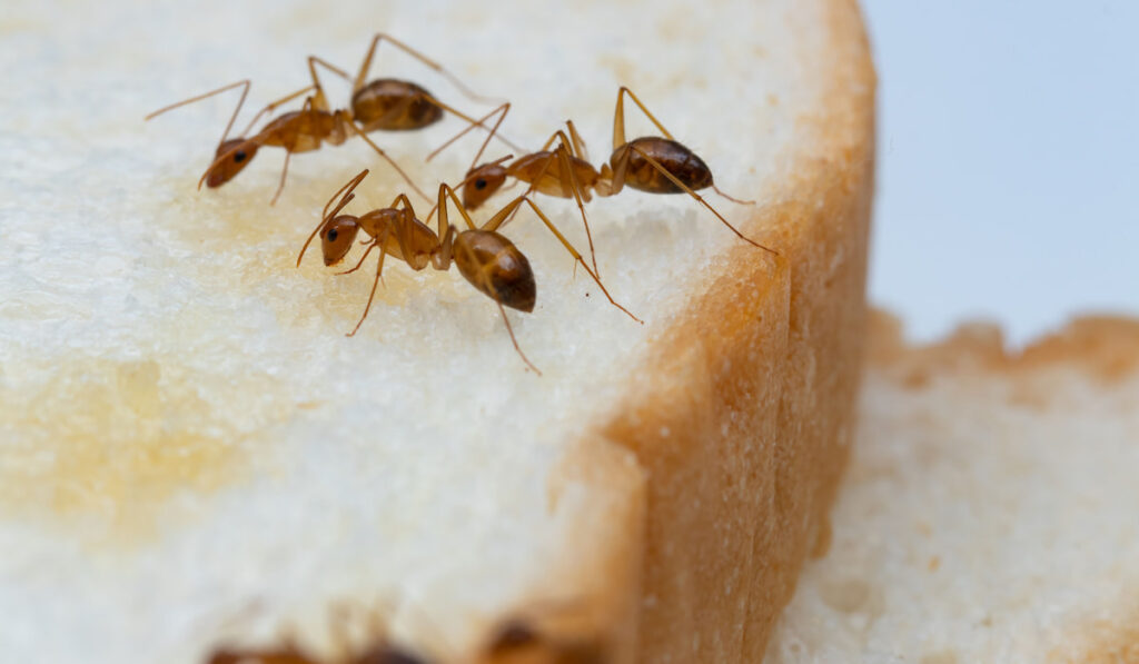 Anoplolepis gracilipes, yellow crazy ants on sliced bread, concept for contaminated food