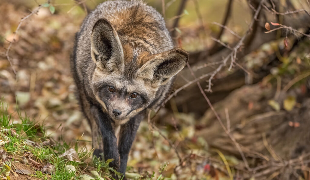 Bat-eared fox coming towards the camera