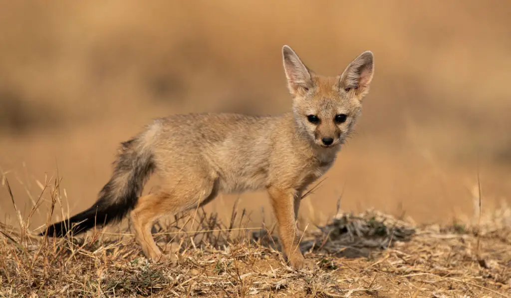 Bengal Fox venturing out of its den 