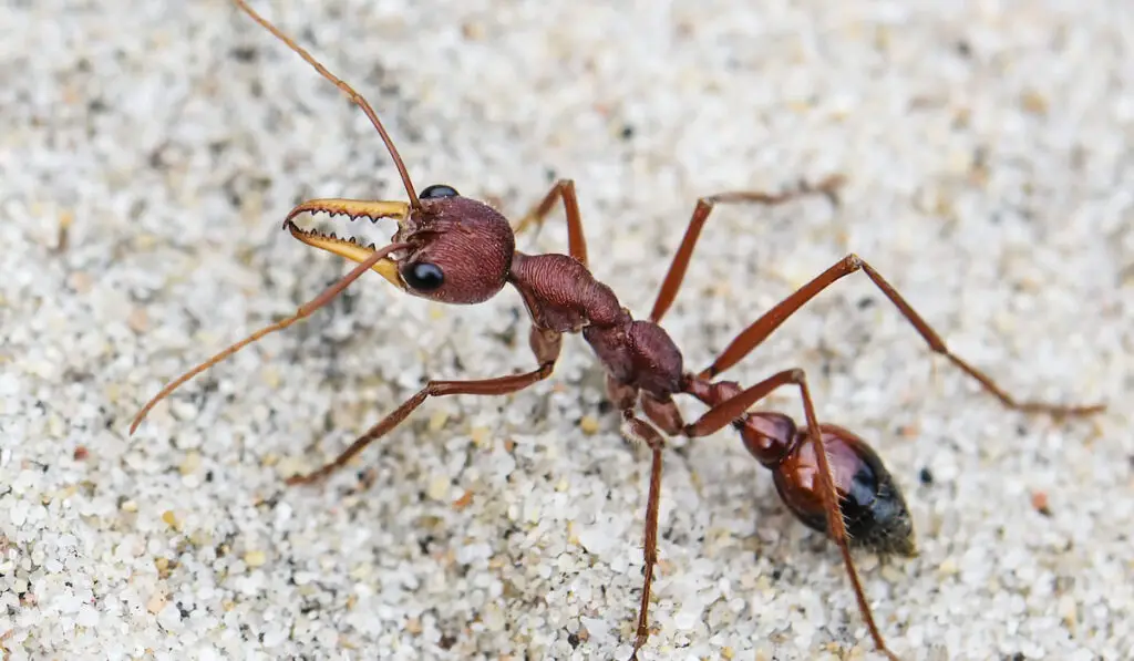 Close up of a Bulldog ant