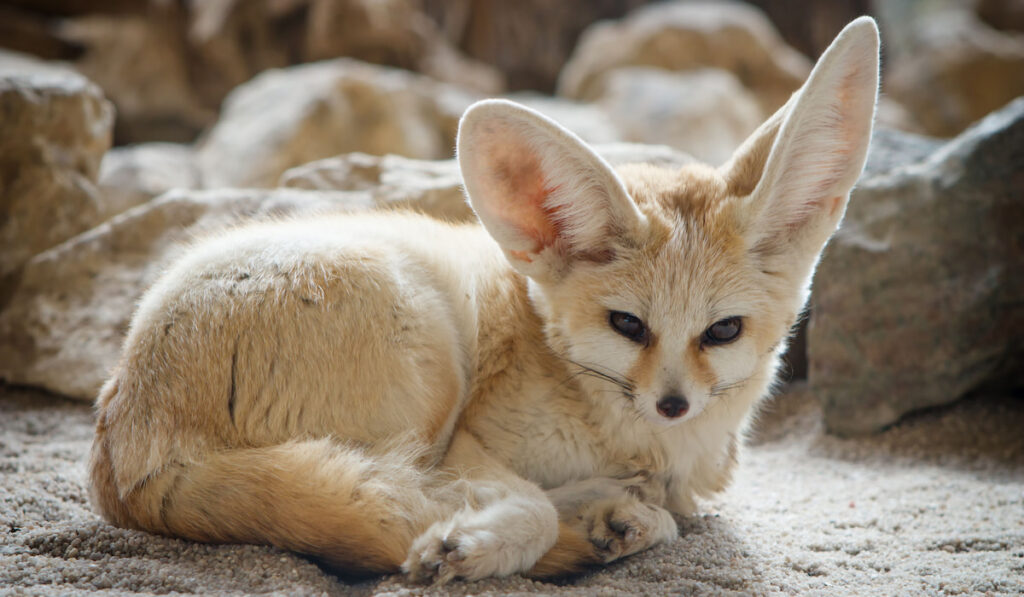 Close up of a Fennec Fox ( Vulpes Zerda )