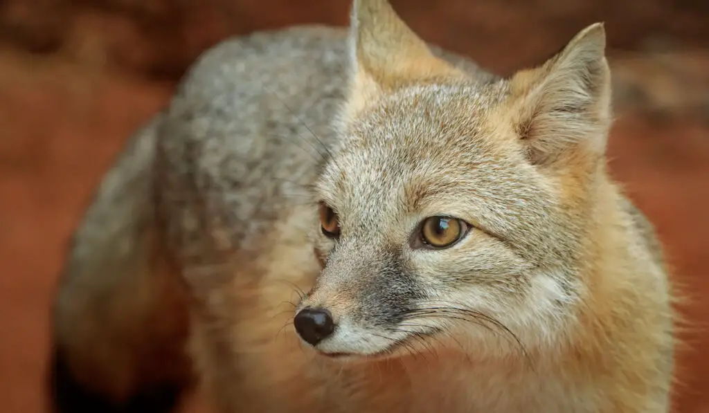 Close up of a Swift Fox ( Vulpes velox )