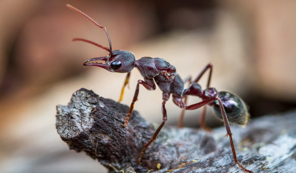 Close up photo of an inchman ant in Tasmania