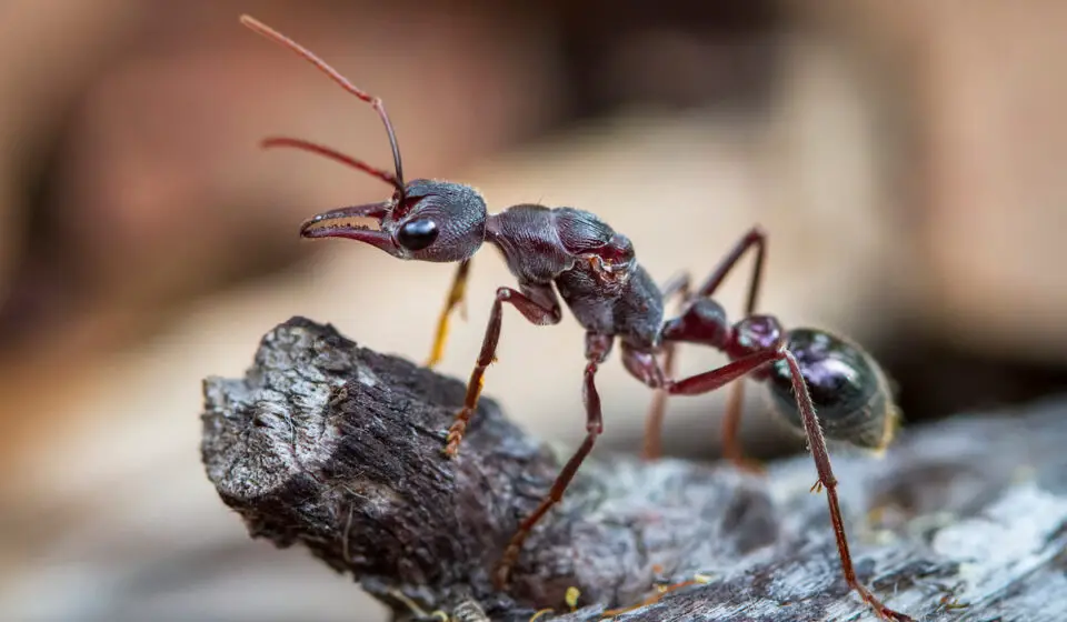9 Most Dangerous Ants Can They Kill You? Exploration Squared