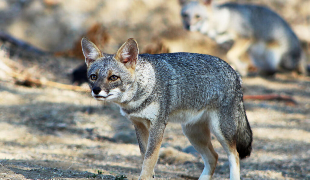 Curious Sechuran Fox