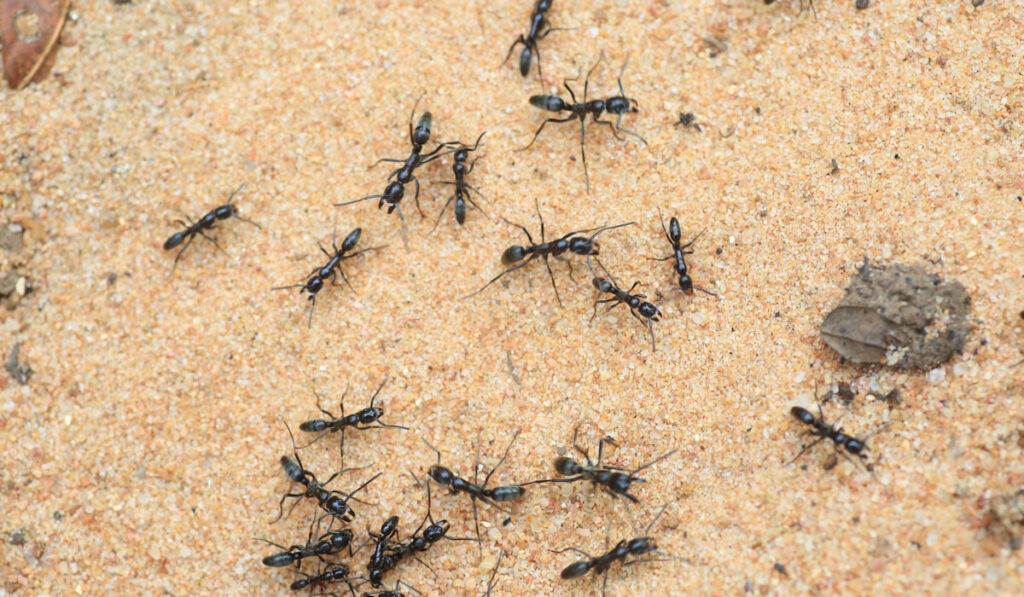 Driver ants or safari ants in Zambia