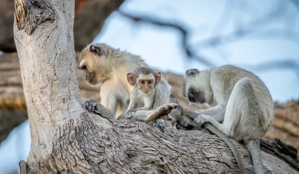 Family of vervet monkeys sitting on a tree
