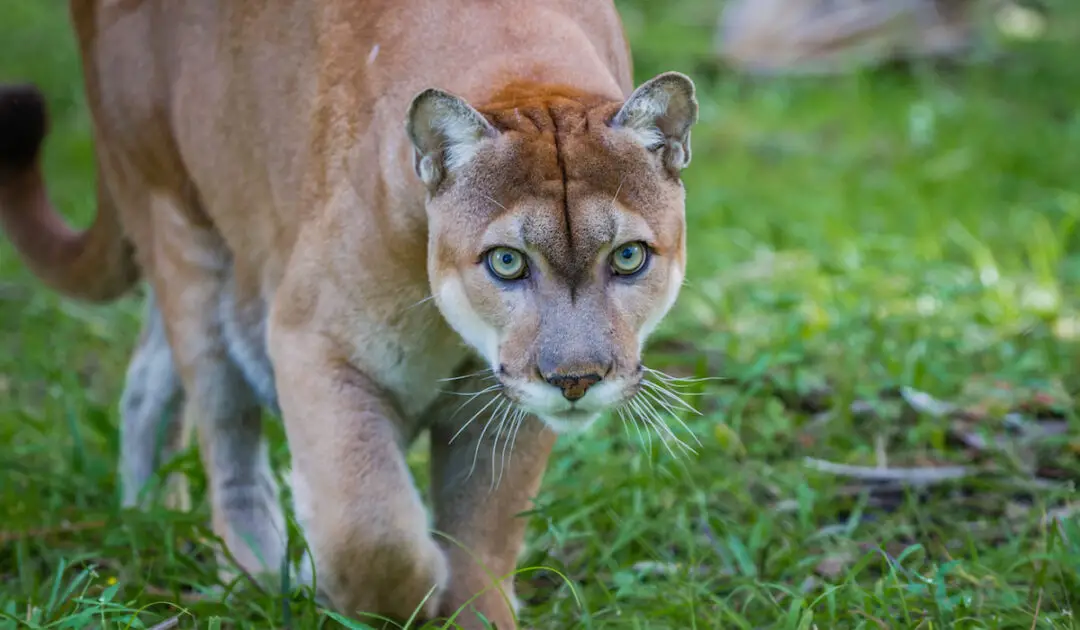 Do Florida Panthers Eat Pythons? - Exploration Squared