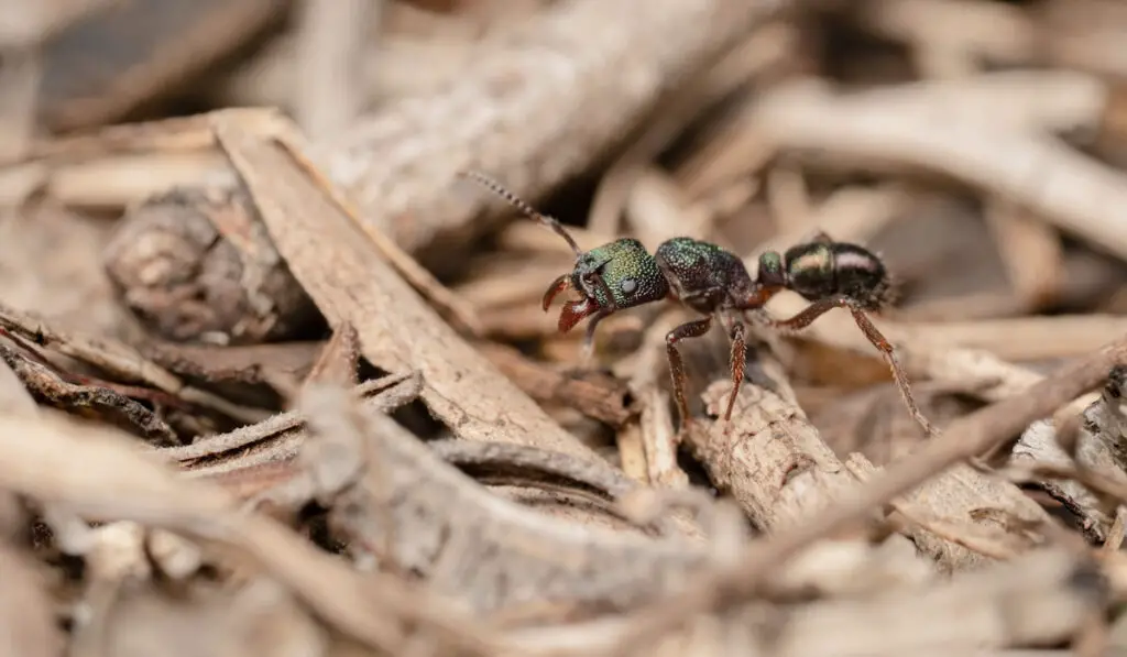 Green headed ant or metallica metalic pony ant shot in the bush