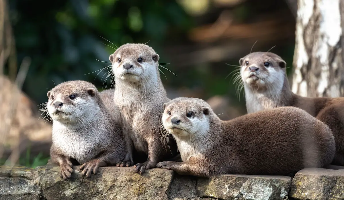 Do Otters Mate for Life? - Exploration Squared
