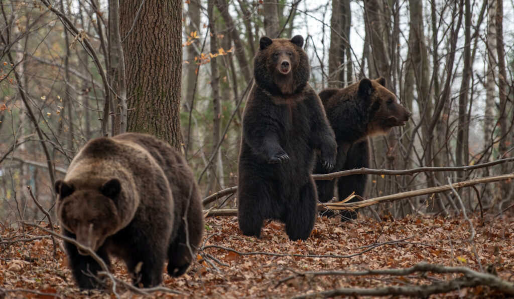 Group of brown bears, bear standing on his hind legs in the autumn forest