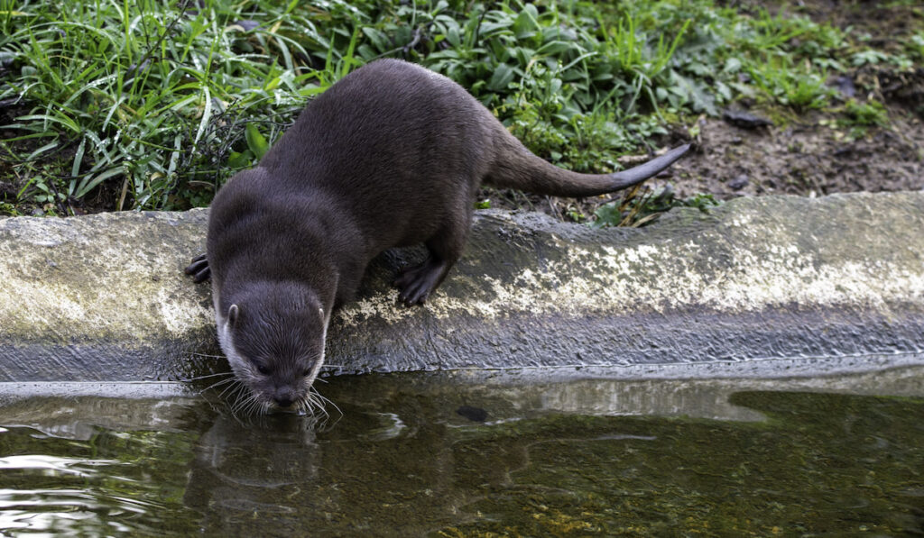 Hairy-nosed otter drinking water from the pond