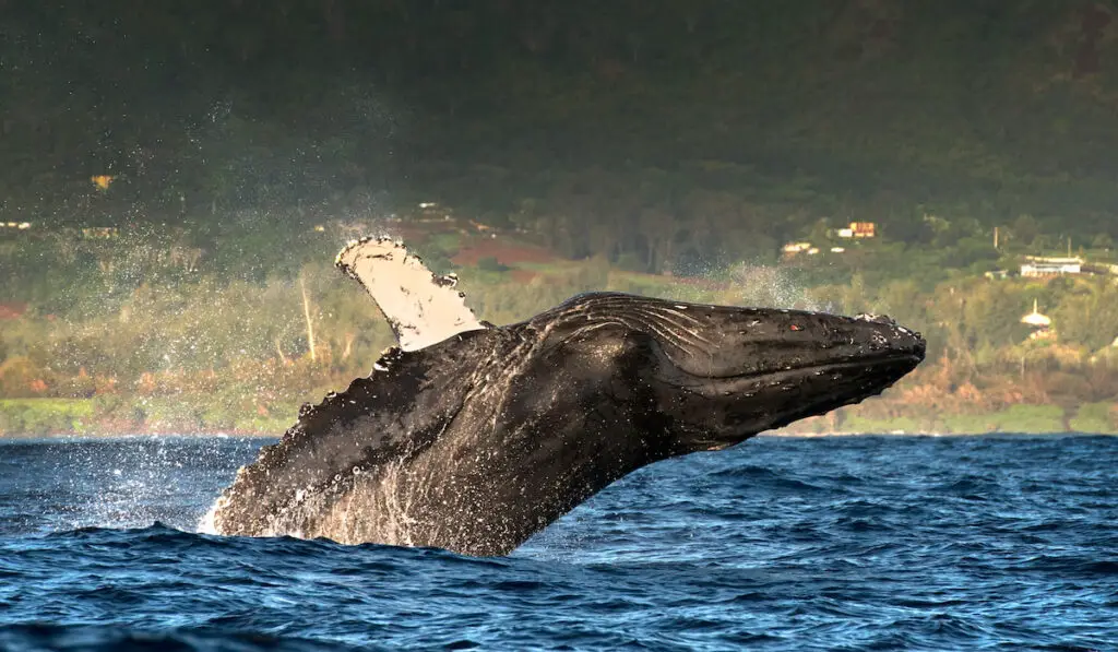 Humpback whale jumping out of water in Hawaii island