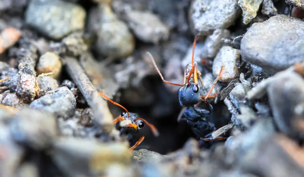 Jack jumper ants ( myrmecia pilosula ) crawling out of a hole in Australia