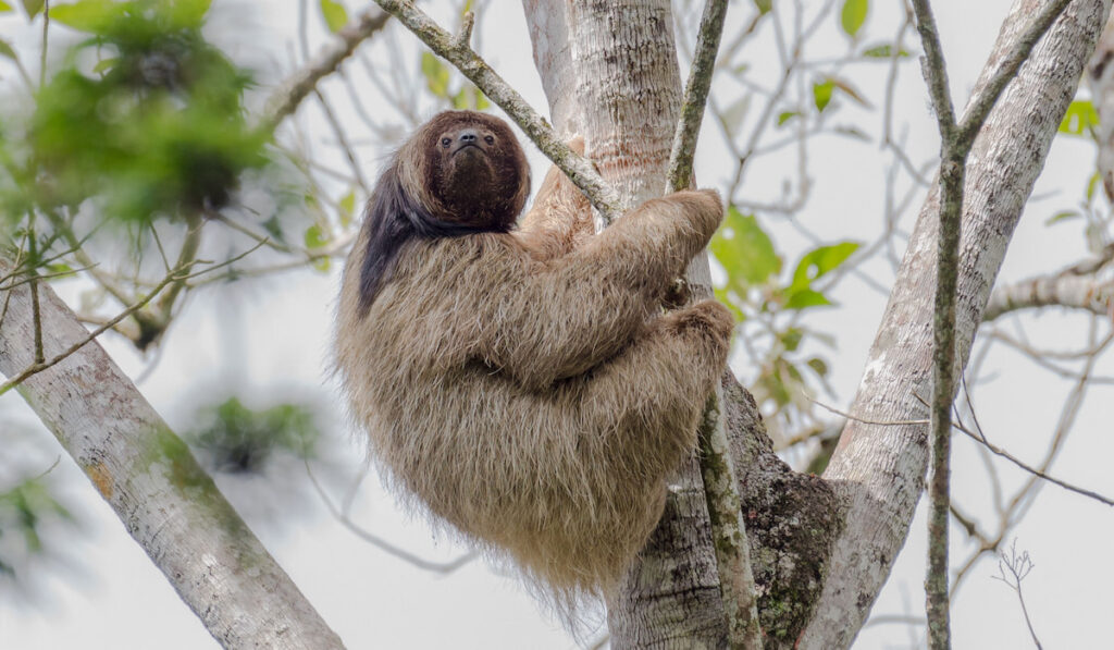 Maned sloth in the brazilian atlantic forest
