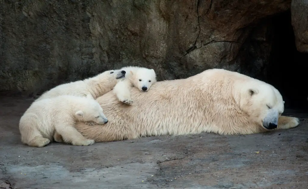 Mother polar bear resting with three smal bear cubs