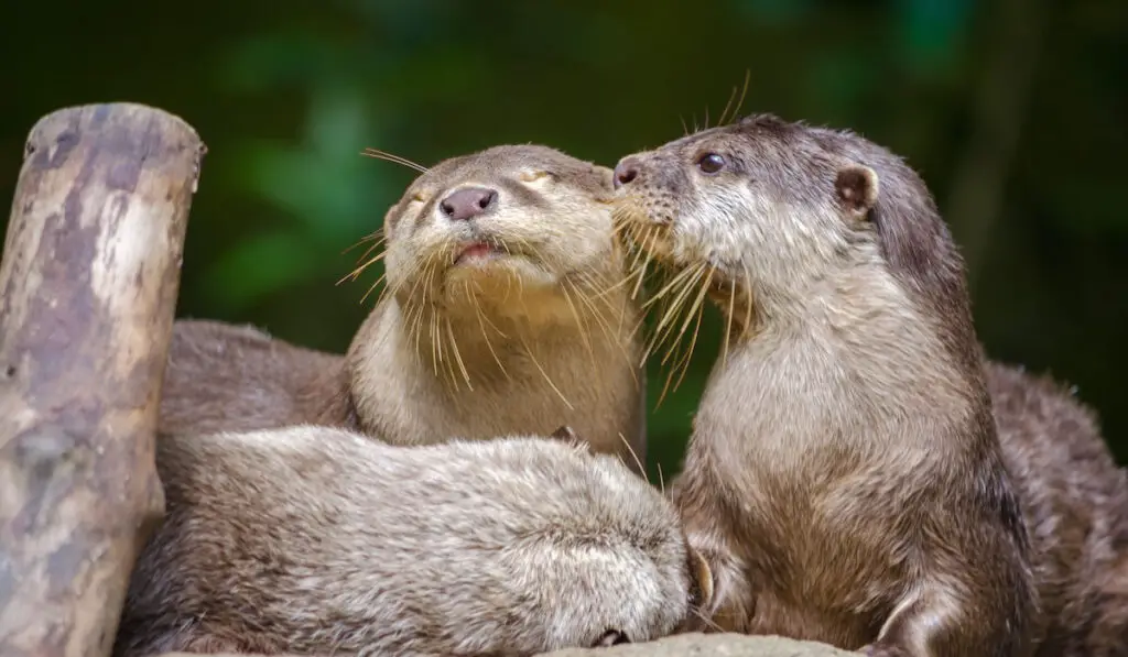 Pair of oriental short-clawed otters kissing