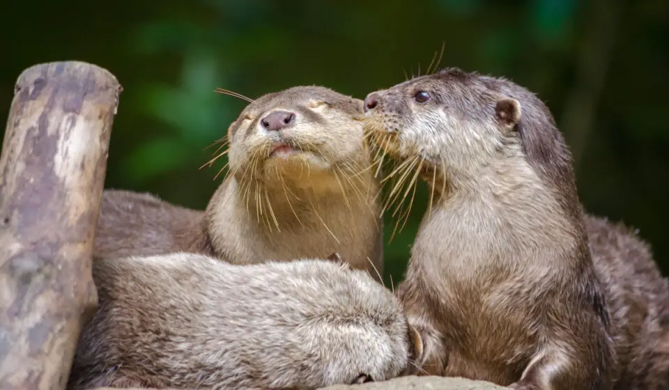 Do Otters Mate for Life? Exploration Squared