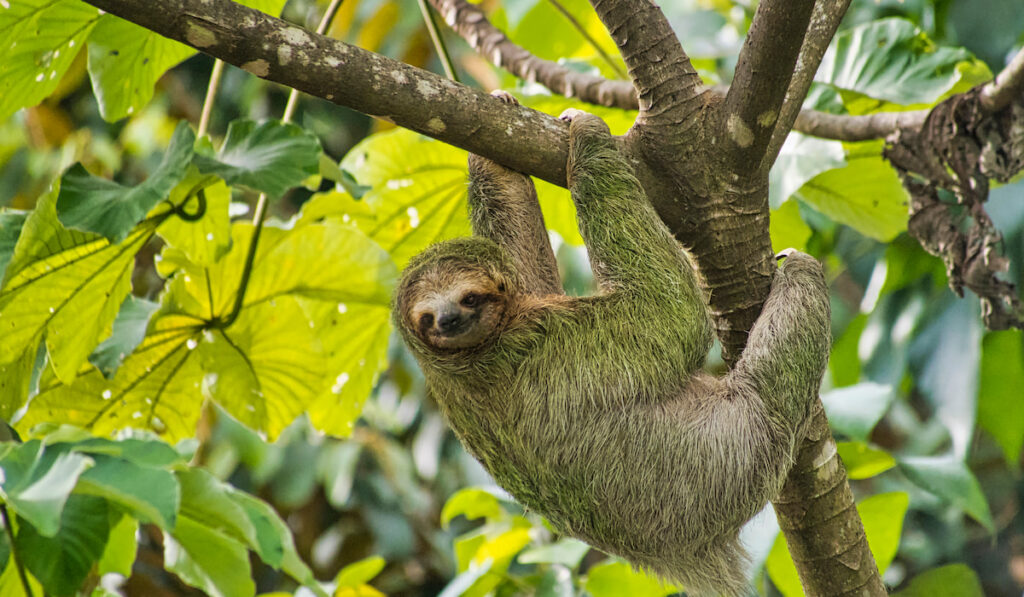 Pale-throated sloth in Marino Ballena National Park