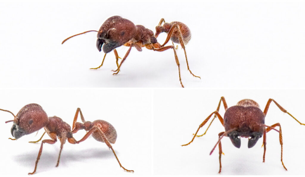 Pogonomyrmex badius also known as Florida harvester ants on white background