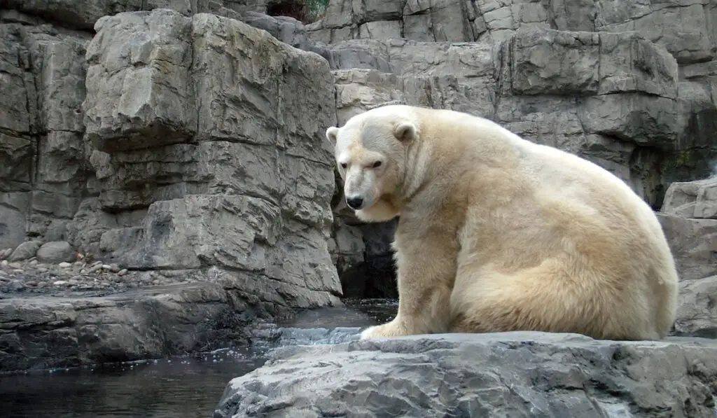 Polar bear sitting on the rocks near the river