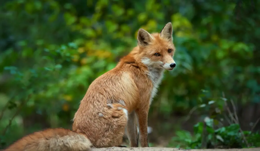 Portrait of a red fox ( vulpes vulpes ) in the natural environment