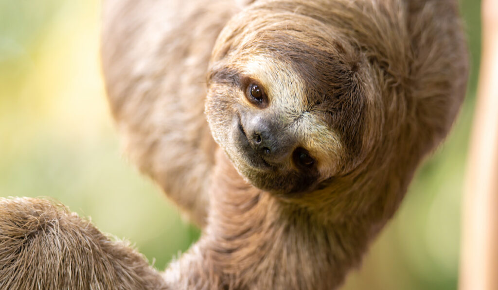 Portrait of brown-throated sloth in Costa Rica