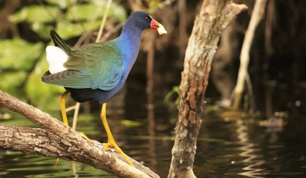 Purple Gallinule (porphyrula martinica) with food on its mouth