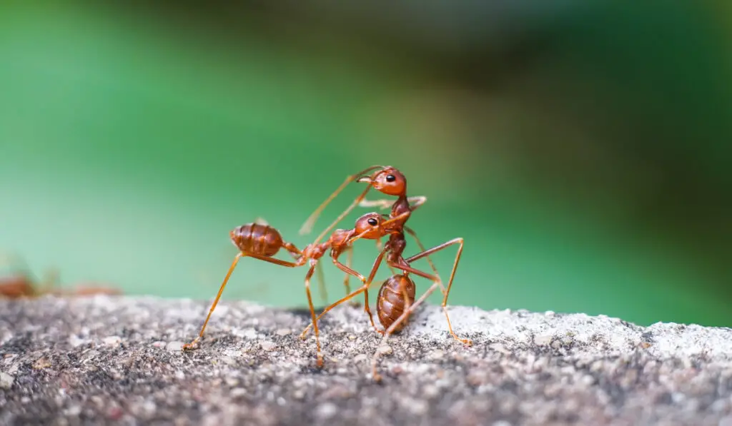 two red imported fire ants in action on a rock against blurry green background