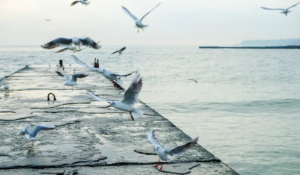Seagulls flying over pier 
