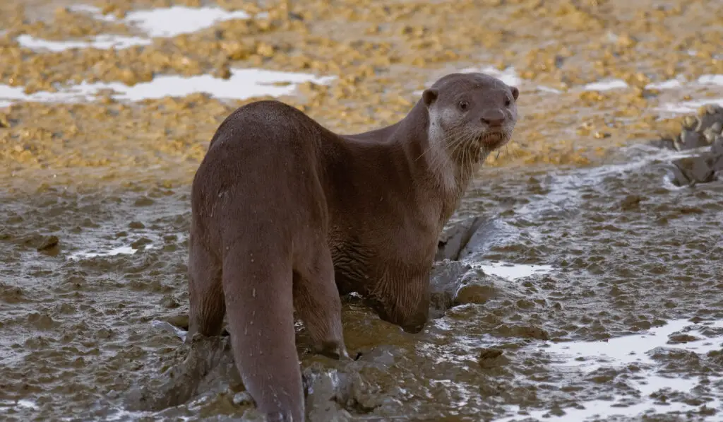 Smooth-coated otter ( Lutrogale perspicillata ) stood on mudflat and looking back in Malaysia