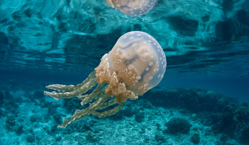 Spotted Jellyfish ( mastigias papua ) pulses in shallow water of a marine lake in Palau