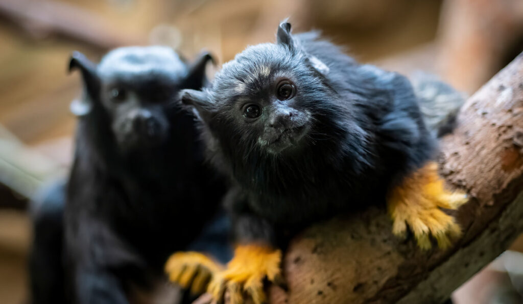 Two red-handed tamarin monkeys