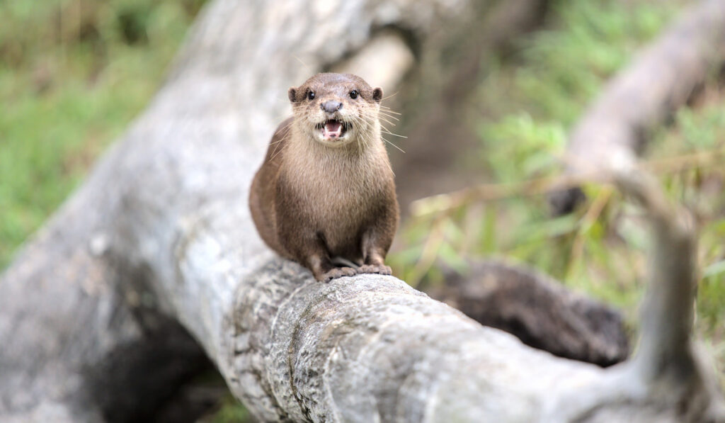 View of a North American river otter sitting on the log of the tree and screaming at the camera