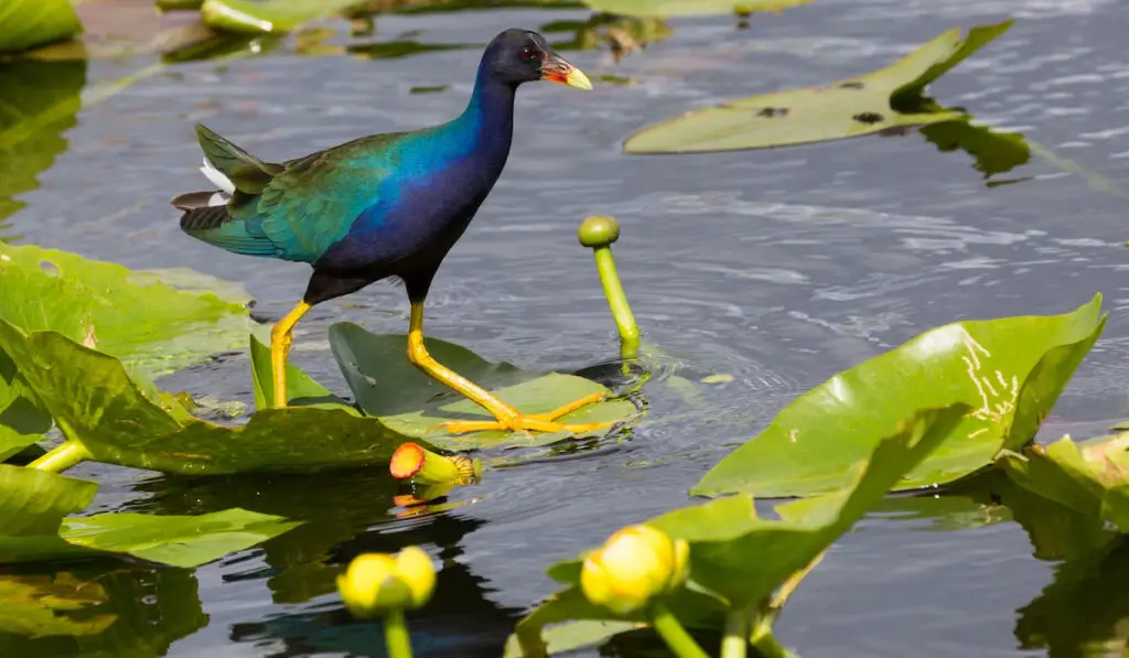 Wild purple gallinule running across lily pads in the waters of Everglades National Park